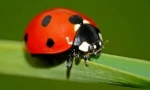 Što jedu ladybugs?